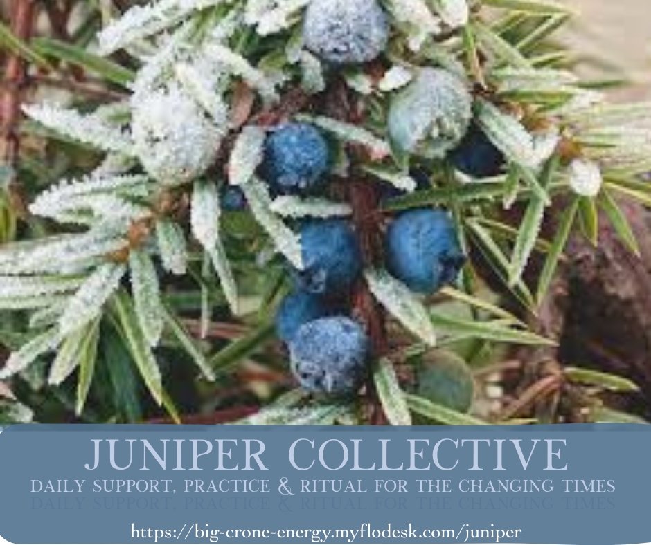 juniper collective (5)
